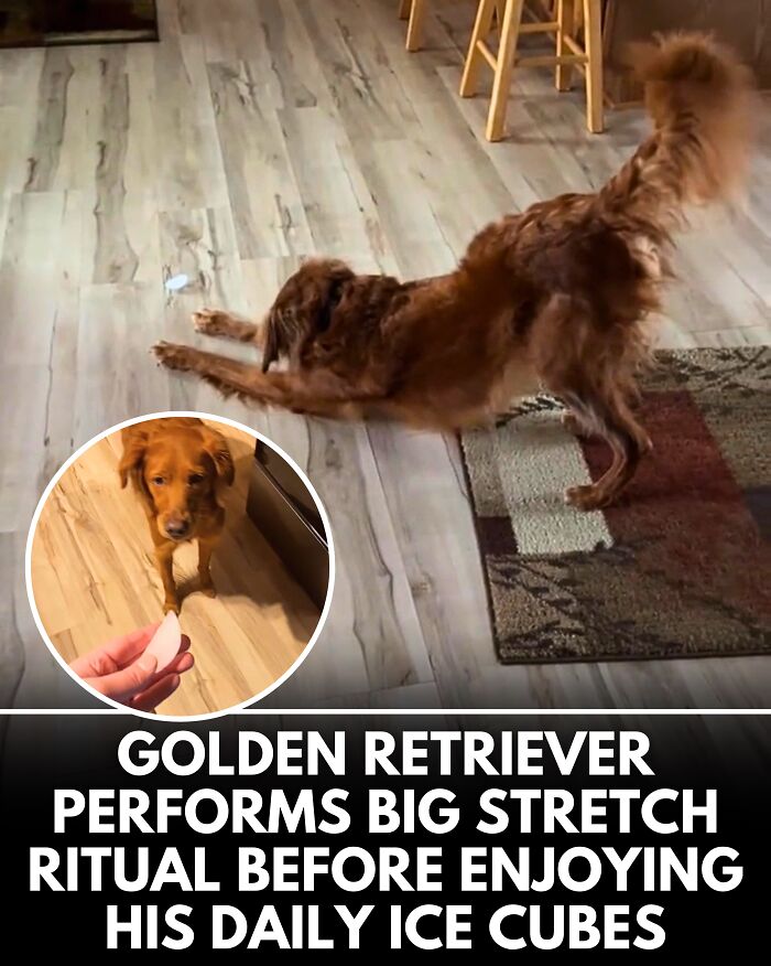 25 New Heartwarming Dog Stories That Prove Kindness Still Exists In The World