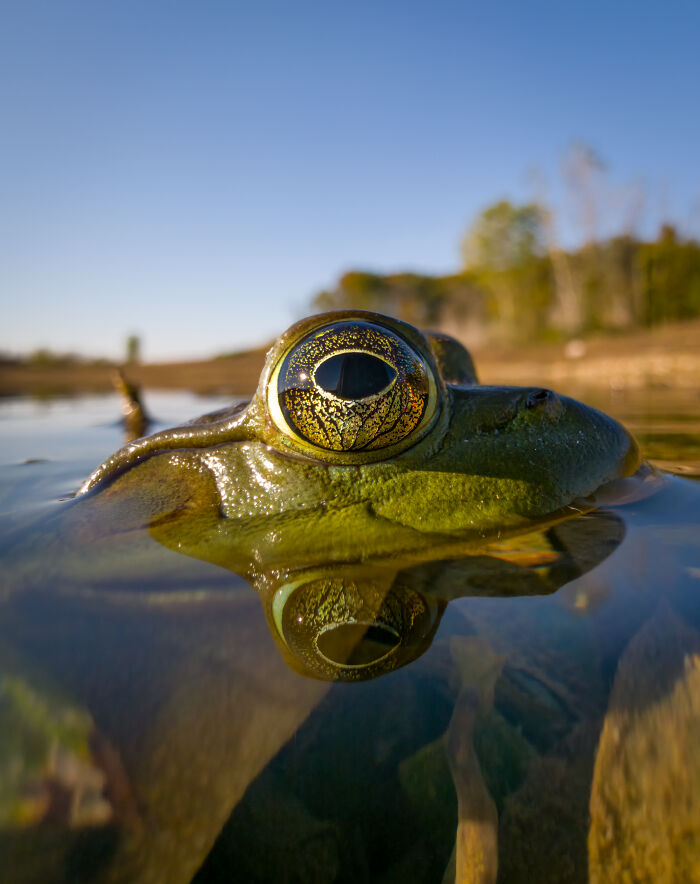 Detailed close-up wildlife photo of a frog's eye above water in natural habitat