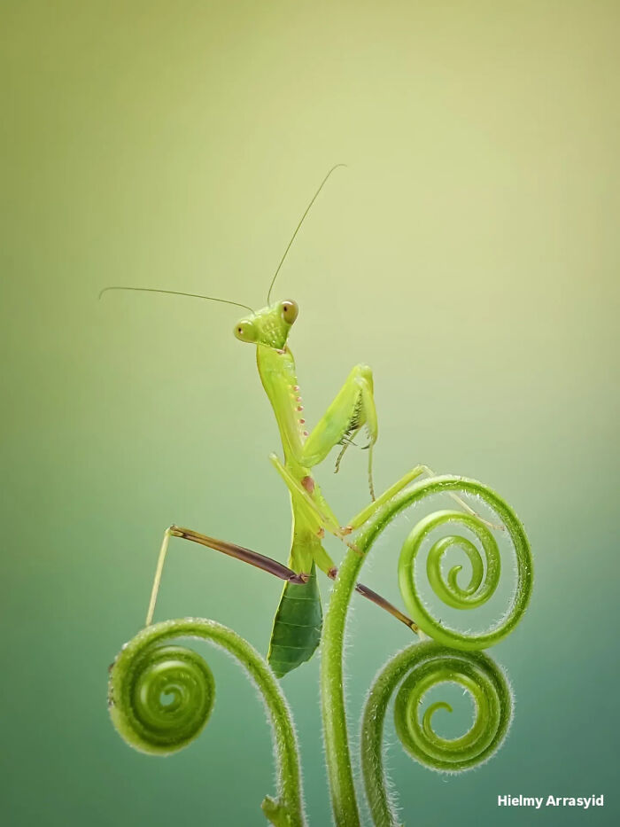 A green praying mantis perched on a spiraled plant stem, an example of incredibly detailed insect photos taken with a smartphone.