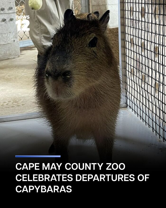 25 Funny And Wholesome Capybara Stories Shared By This Page That Prove These Giant Rodents Are The Internet’s Favorite Animals