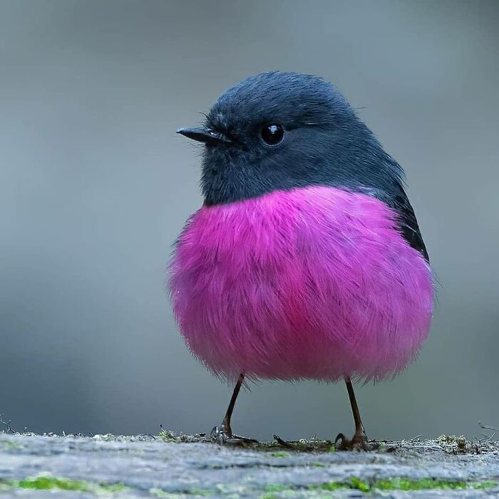 Rare bird photos feature a plump pink robin, highlighting the beauty of nature in flight.