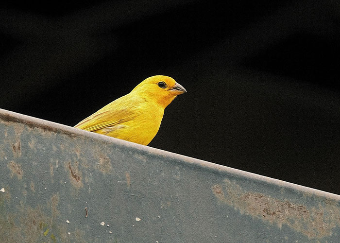 A small, bright yellow bird perches on a metal beam, demonstrating unsportsmanlike solutions.