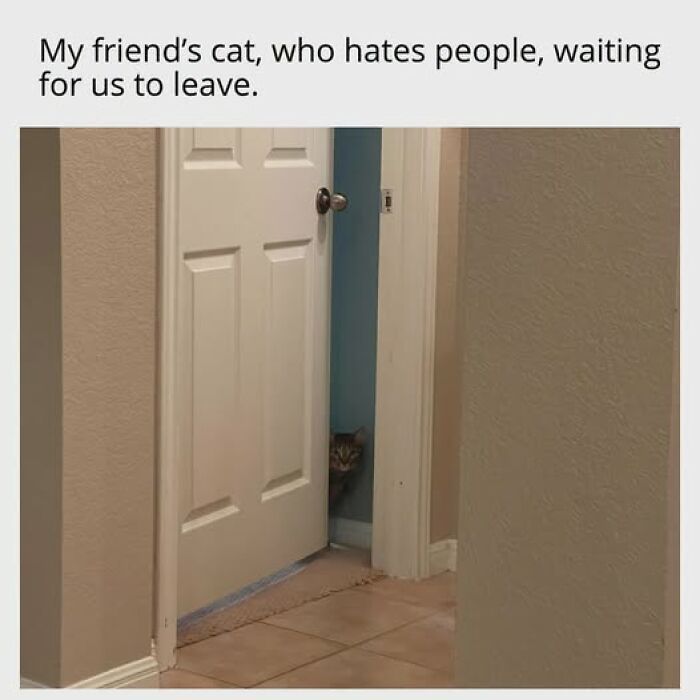 An entertaining cat meme of a cat peering from behind a door, waiting for people to leave. It is entertaining cat memes.