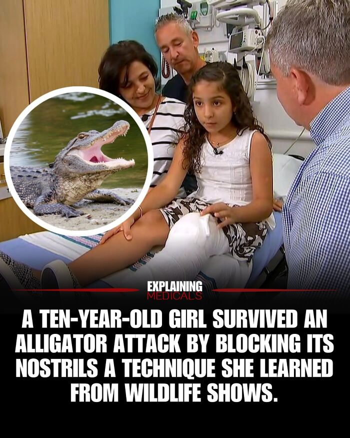 Ten-year-old girl survives alligator attack using wildlife show technique