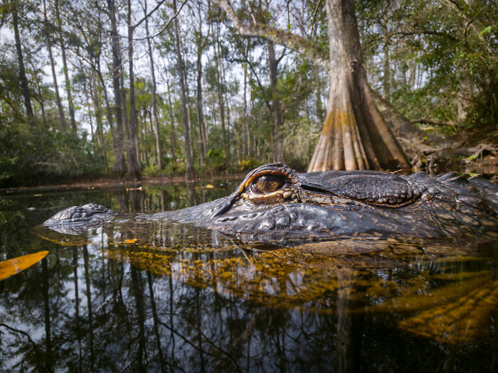Close-up wildlife photo of an alligator partially submerged in water with forest reflection