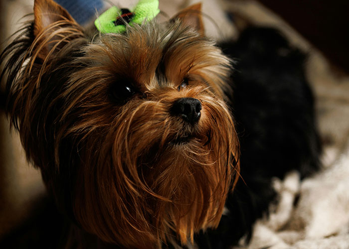 Small dog with green bow resting on blanket, wild secrets theme