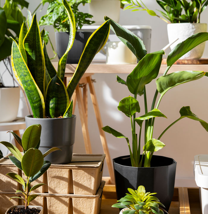 Indoor houseplants in pots with sunlight, featuring snake plant and other greenery