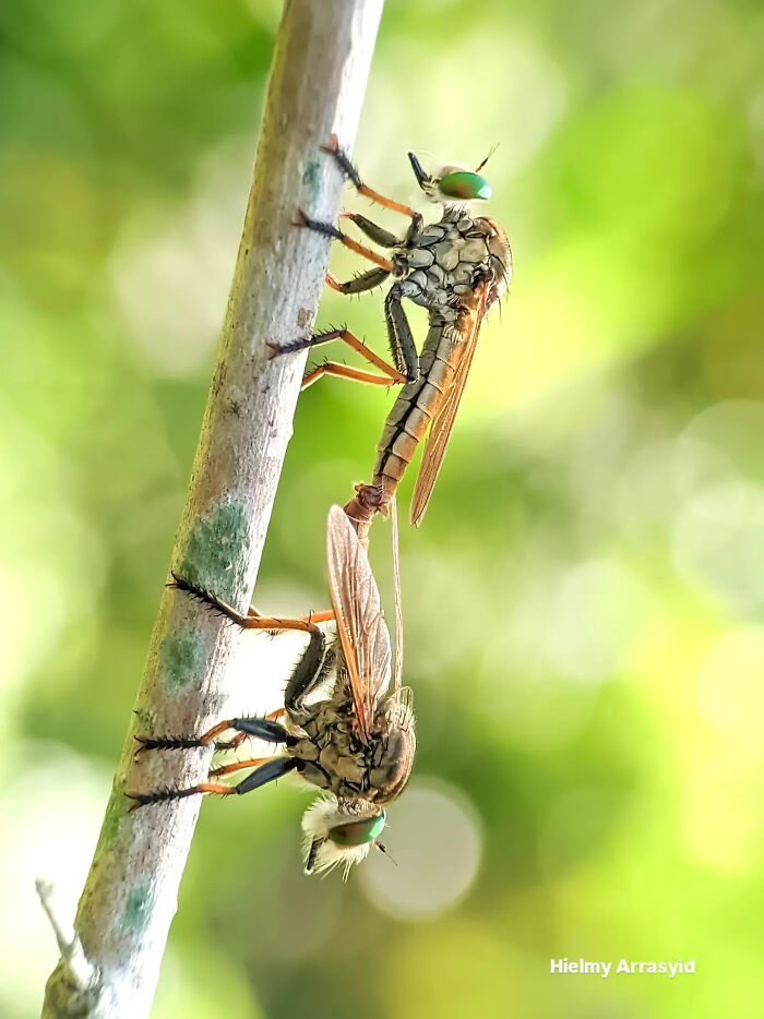 Two detailed robber flies mating on a tree branch, highlighting incredible insect photos using a smartphone.