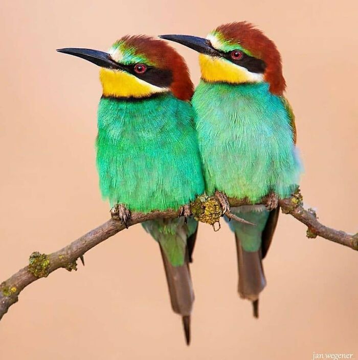 Two rare bird photos show colorful bee-eaters perched on a branch, showcasing nature's beauty in flight.
