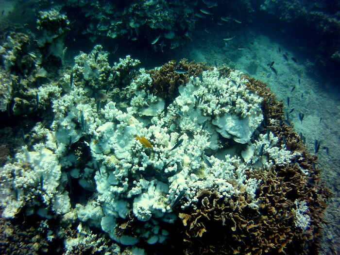 Bleached coral reef with fish in diving environment