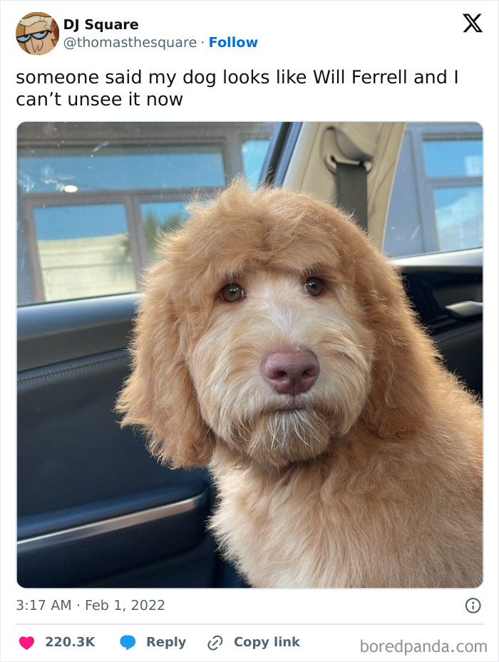 Dog in car humorously compared to actor Will Ferrell