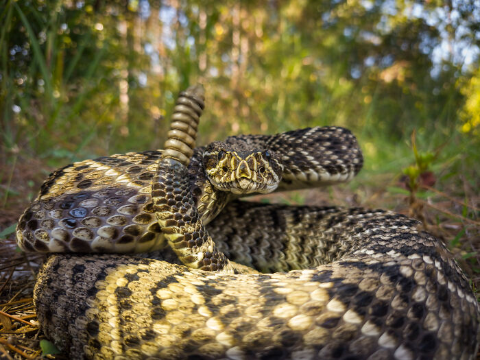 Close wildlife photo of coiled rattlesnake in natural habitat