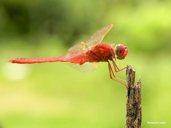 A vibrant red dragonfly perched on a wooden stick against a blurred green background, illustrating detailed insect photos.