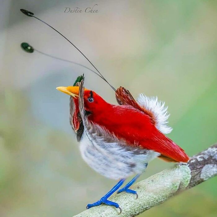 An exquisite red rare bird with long elegant tail feathers and blue legs perched on a branch, showcasing nature photos in flight.