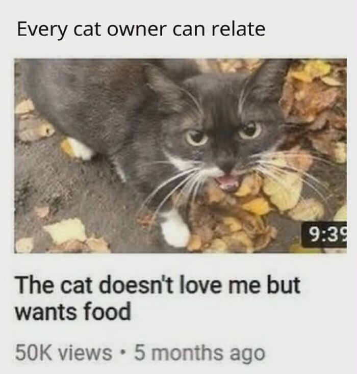 An entertaining cat meme of a YouTube video titled The cat doesn't love me but wants food. It is entertaining cat memes.