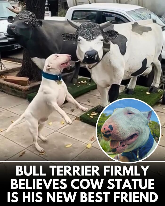 25 New Heartwarming Dog Stories That Prove Kindness Still Exists In The World