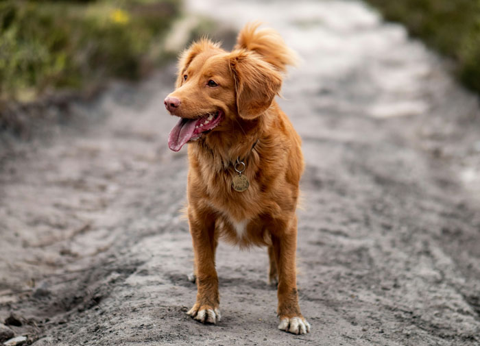 A happy dog standing on a dirt path. People saw heartwarming things on their late parents' phones.