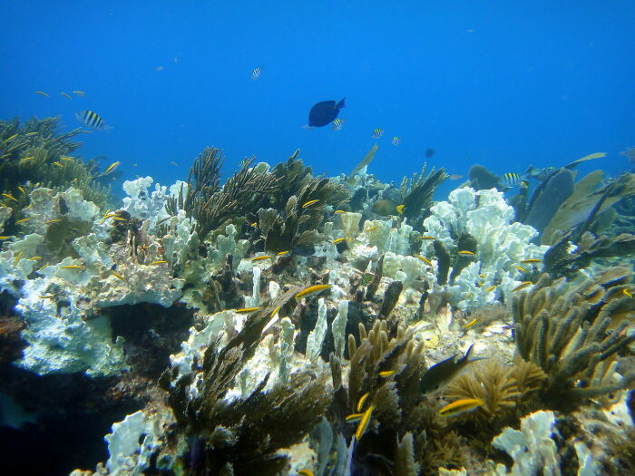 Colorful coral reef underwater with tropical fish