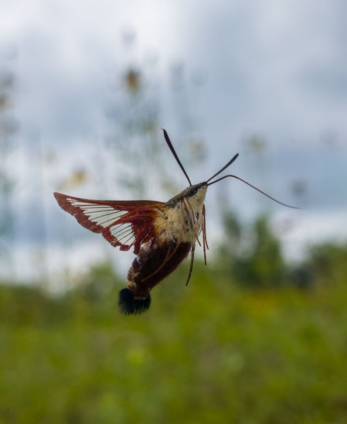 Wildlife photo of hummingbird moth hovering with wings spread