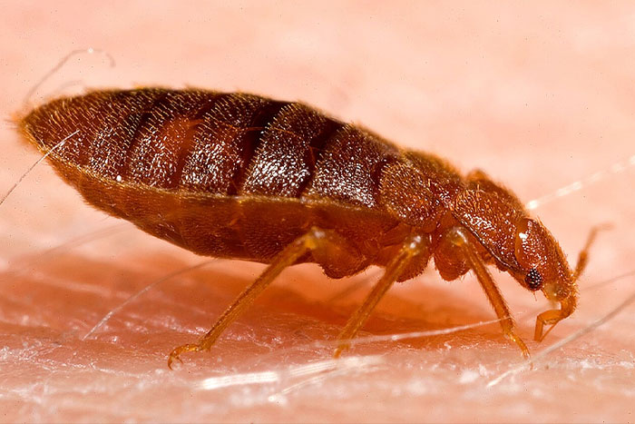 Close-up of bed bug on human skin, highlighting pest details