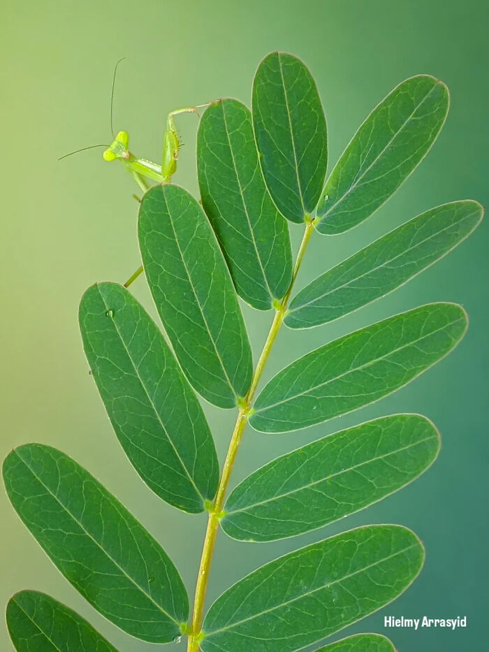 A green praying mantis peeking from behind large green leaves, an example of detailed insect photos taken with a smartphone.