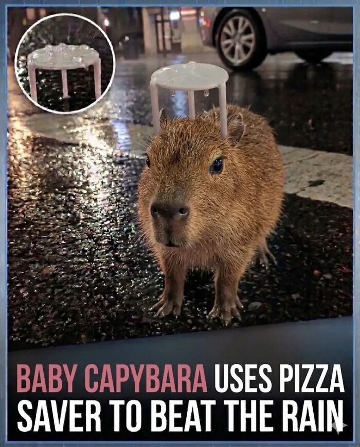 25 Funny And Wholesome Capybara Stories Shared By This Page That Prove These Giant Rodents Are The Internet’s Favorite Animals