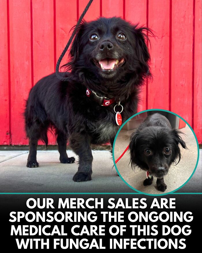 25 New Heartwarming Dog Stories That Prove Kindness Still Exists In The World