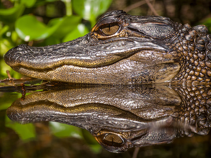 Close-up wildlife photo of an alligator's head reflected in the water