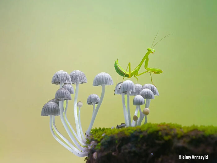 Detailed insect photo of a praying mantis on white mushrooms, captured with a smartphone.
