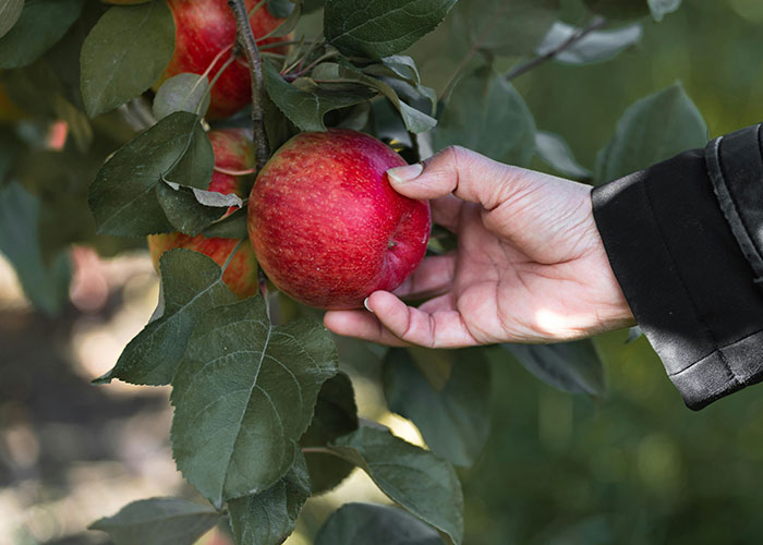 Person picking a red apple from tree branch, illustrating legal offense acts