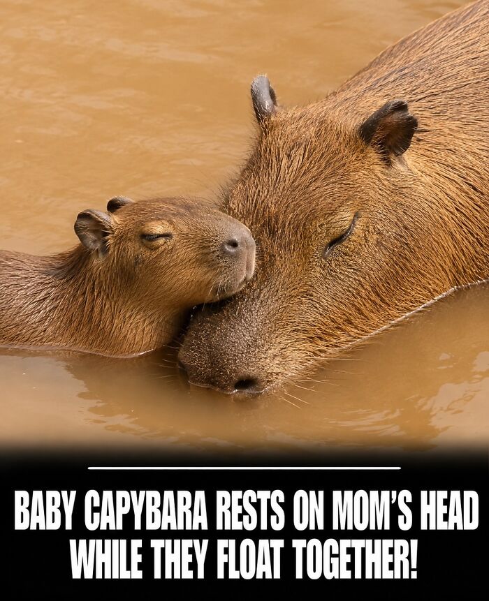 25 Funny And Wholesome Capybara Stories Shared By This Page That Prove These Giant Rodents Are The Internet’s Favorite Animals