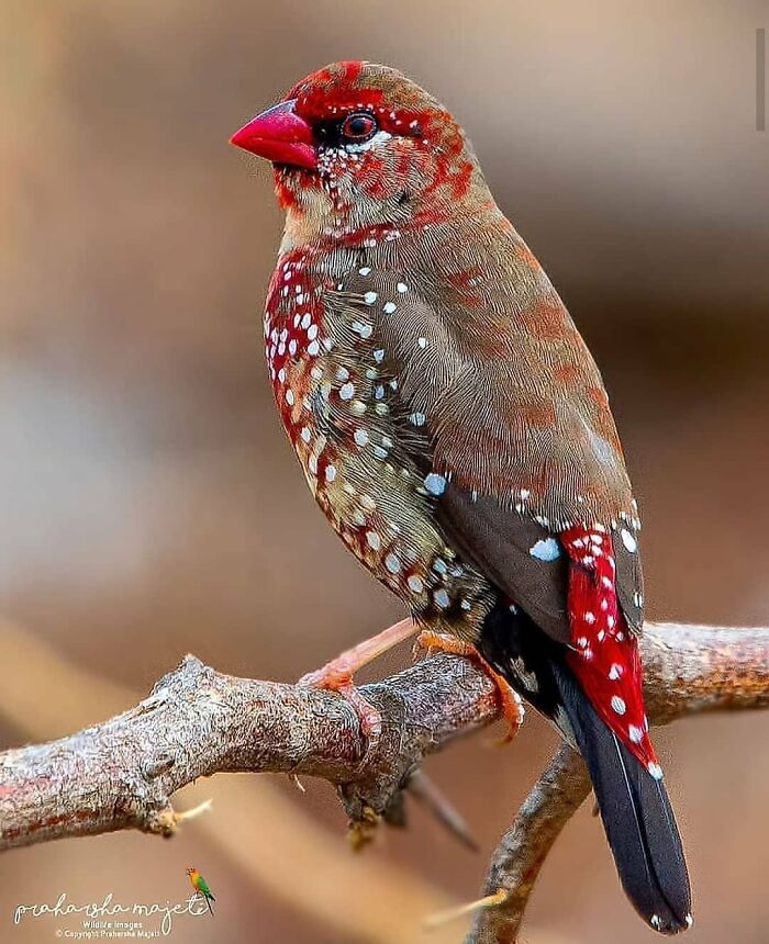 A stunning rare bird with red, brown, and white spotted feathers perched on a branch, highlighting nature photos in flight.