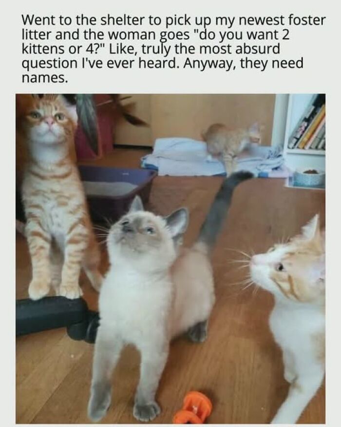 Entertaining cat memes: Three kittens look around; the newest foster litter needs names.
