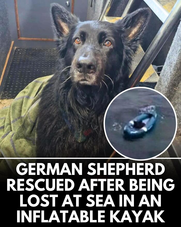 25 New Heartwarming Dog Stories That Prove Kindness Still Exists In The World
