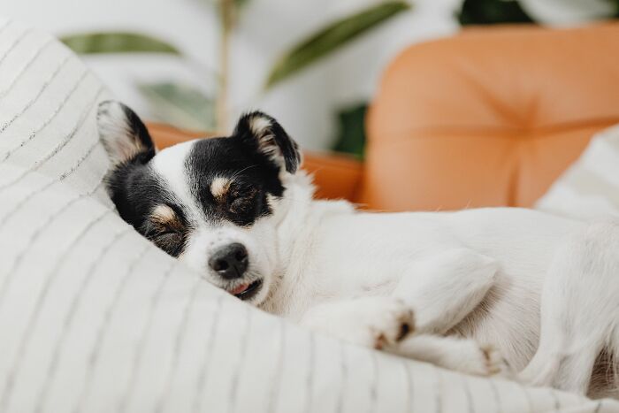 Small dog sleeping peacefully on a striped pillow indoors