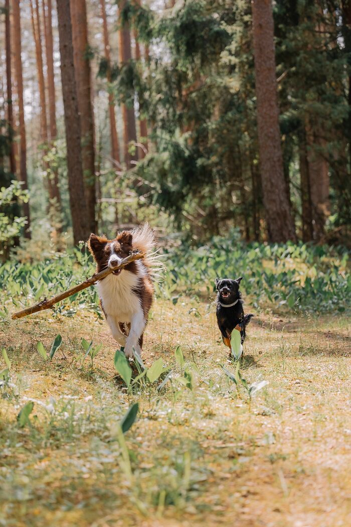 Two dogs running in the forest with one carrying a stick playfully