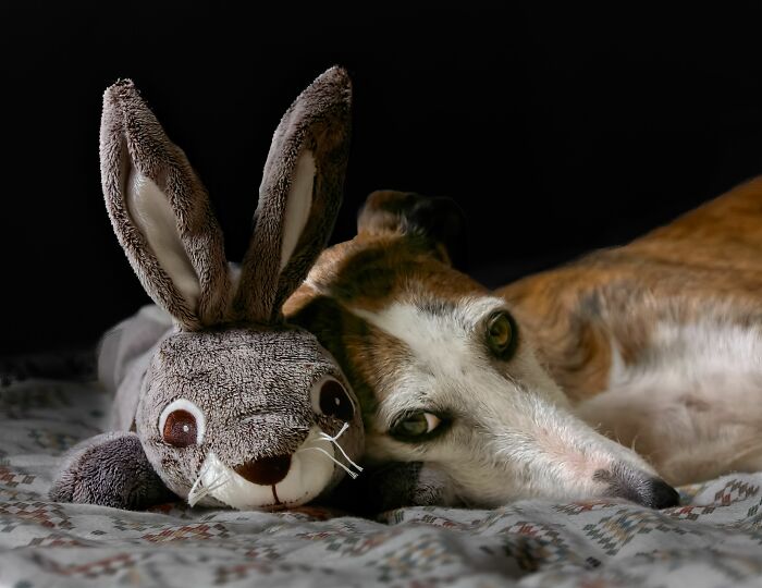 Dog lying next to a stuffed bunny toy showing weird dog behaviors