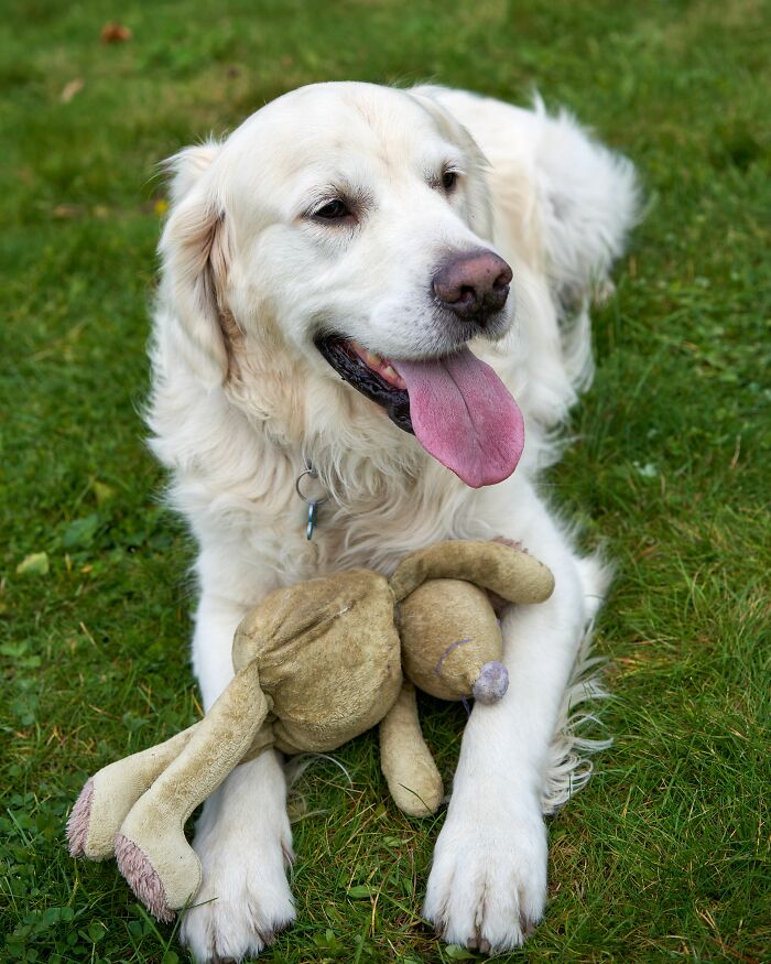 Golden retriever dog with tongue out lying on grass holding a stuffed toy