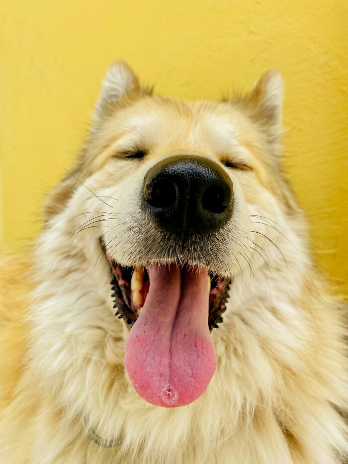 Close-up of happy dog panting with tongue out against yellow background