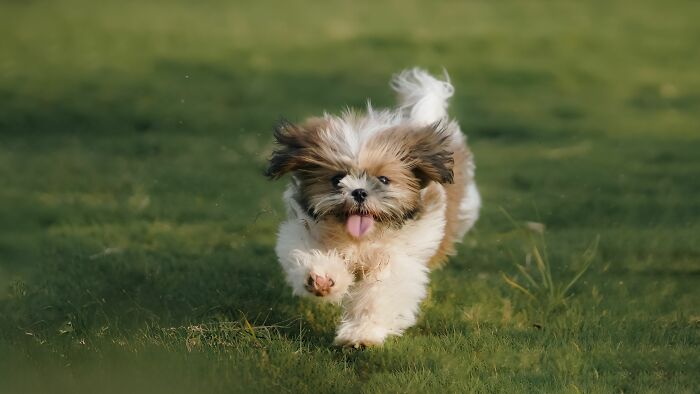 Small fluffy dog running on grass with tongue out