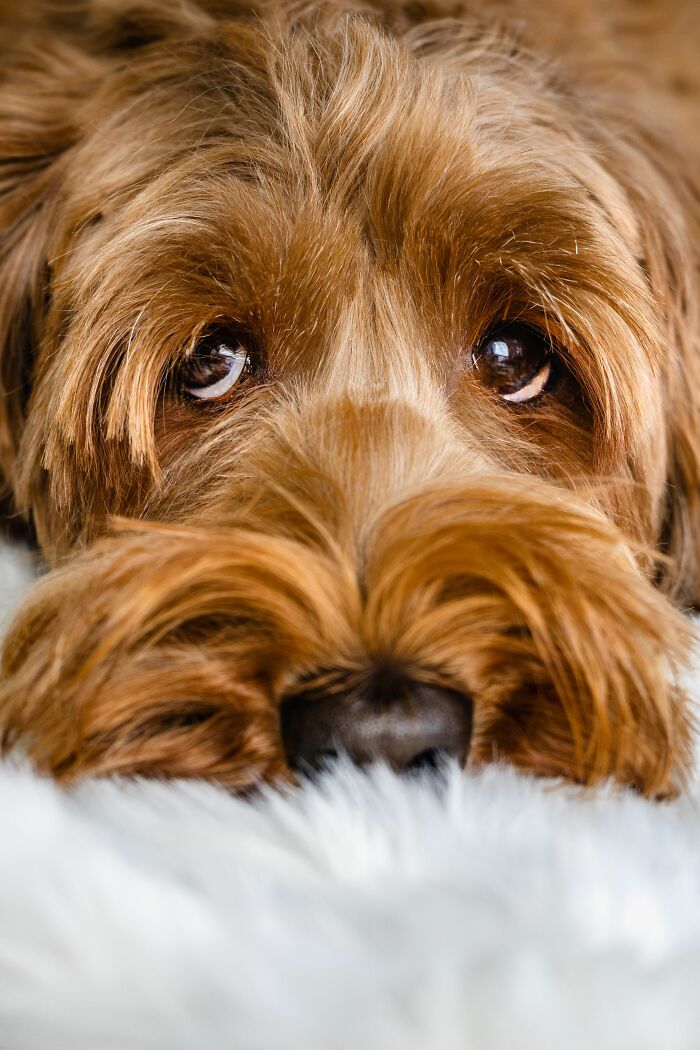 Close-up of brown dog looking up with soulful eyes