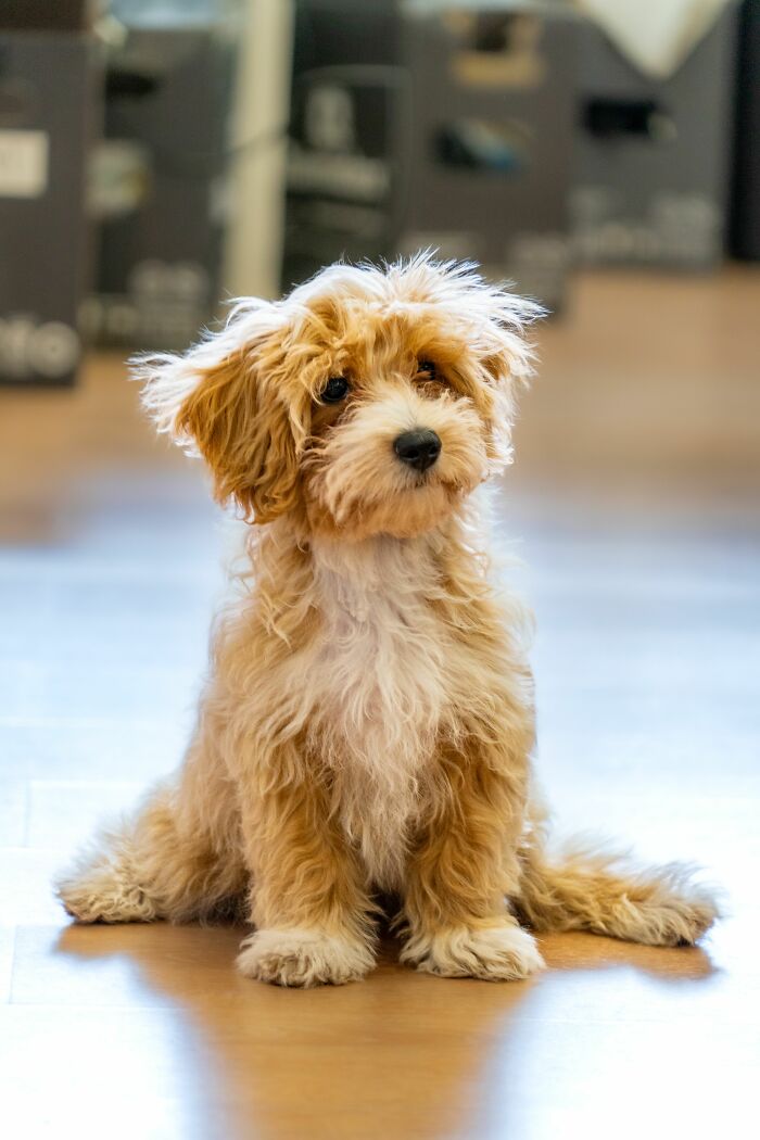 Fluffy small dog sitting on wooden floor indoors
