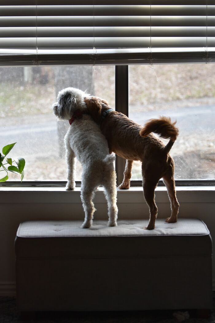 Two dogs showing affectionate behavior near window ledge indoors