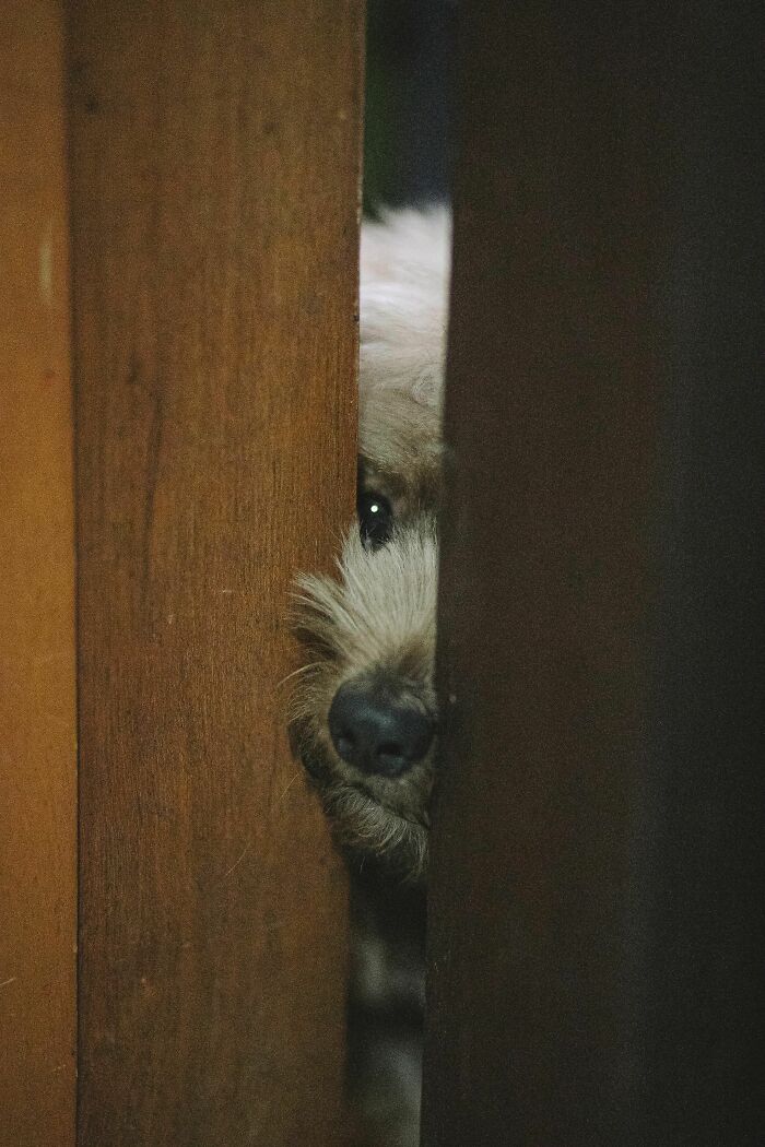 Dog exhibiting shy behavior peeking through slightly open door