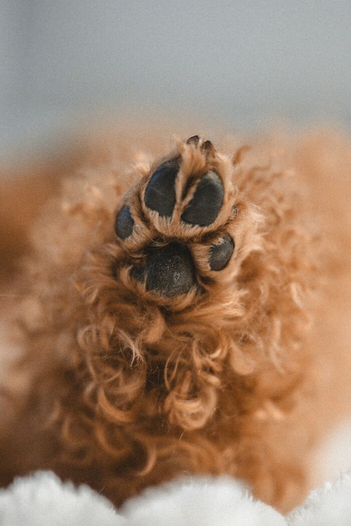 Close-up of a dog paw with curly fur showing paw pads