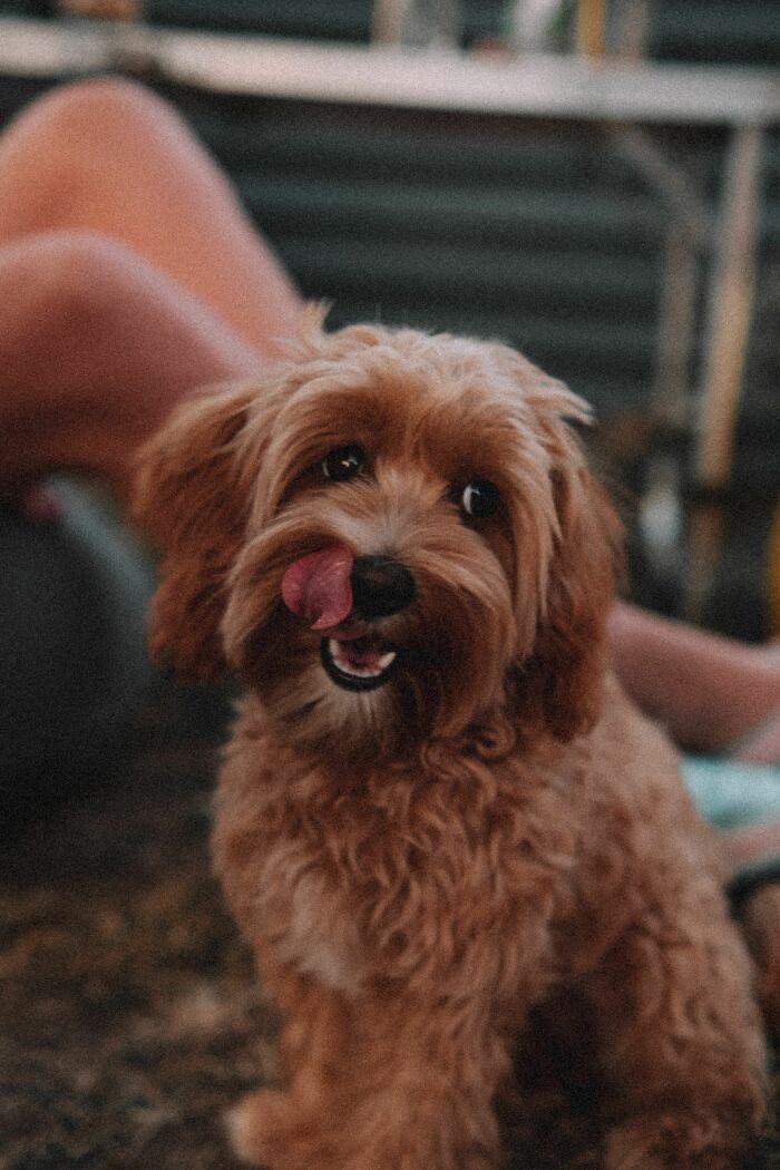 Curly-haired dog licking its lips indoors showing playful behavior