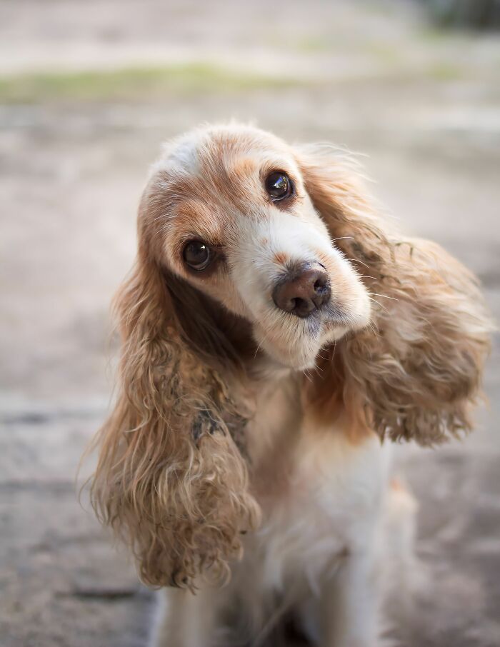 Cute dog tilting head inquisitively showing alert dog expression