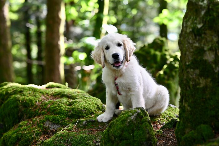 Happy puppy sitting on mossy rocks in forest with natural light