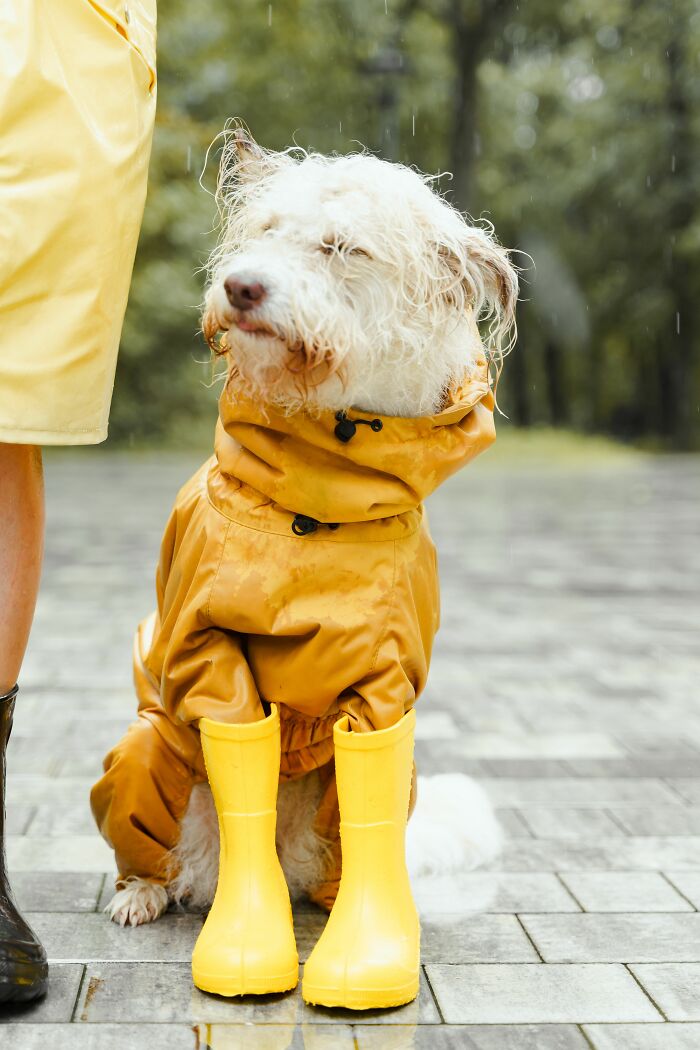 Wet dog wearing yellow raincoat and boots standing next to person in rain