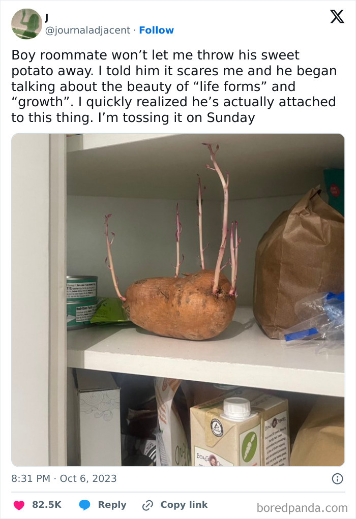 A sweet potato with long sprouts on a shelf, showing a horrible roommate's peculiar possession.